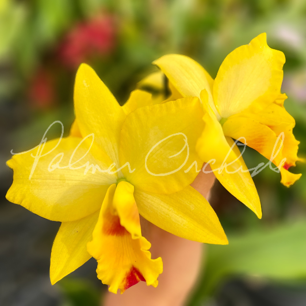 Ctt. Tropical Aurora-Rth. What About Love — Palmer Orchids